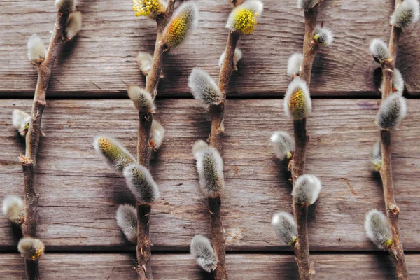 Willow branches on a wooden background — Stock Photo, Image