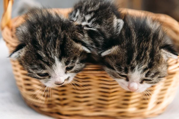 Trois chatons dans un panier — Photo