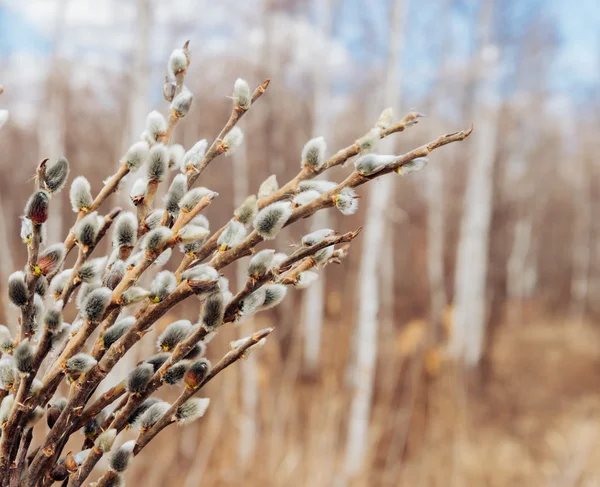 Spring background of willow branches — Zdjęcie stockowe