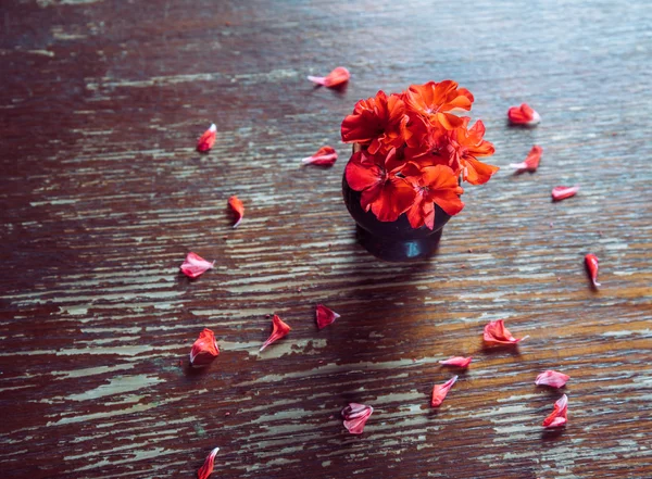Flores vermelhas gerânios e pétalas vermelhas — Fotografia de Stock