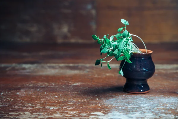 Groene plant — Stockfoto