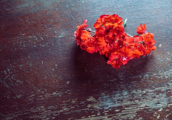 Червоні квіти geraniums — стокове фото