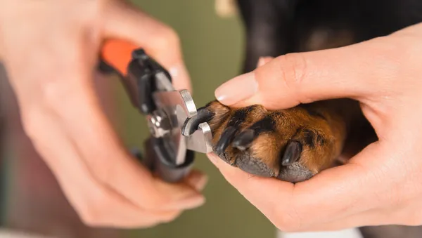 Собачьи ногти обрезаны — стоковое фото
