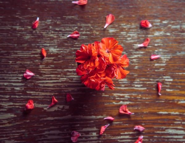 Flowers geraniums — Stock Photo, Image