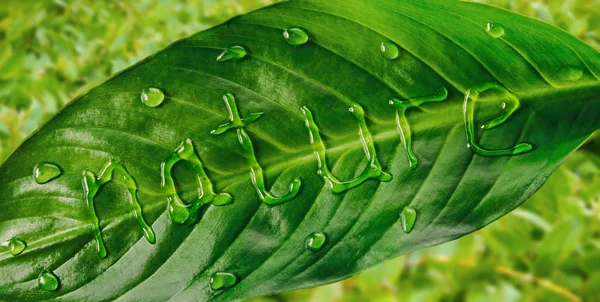 Grön natur — Stockfoto