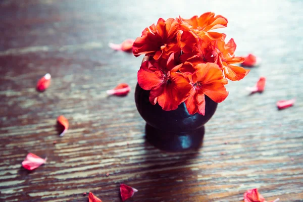 Gerânios de flores vermelhas em uma mesa de madeira — Fotografia de Stock