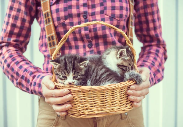 Mujer sostiene cesta con gatitos — Foto de Stock