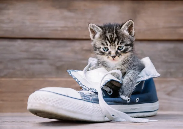 子猫は、靴の中に座っています。 — ストック写真