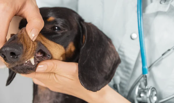 Veterinario examina los dientes de un perro salchicha — Foto de Stock