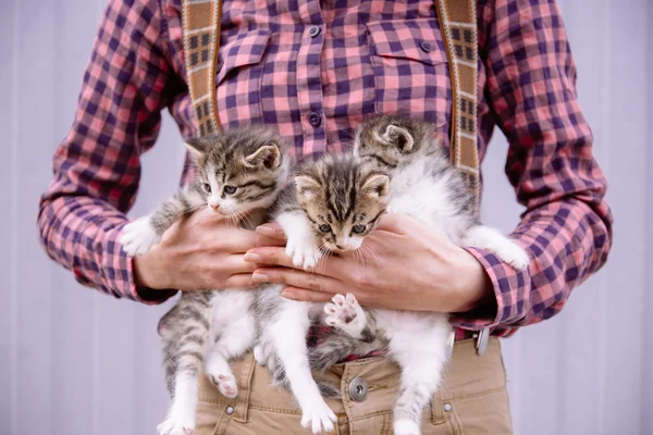 Woman is holding kittens — Stock Photo, Image