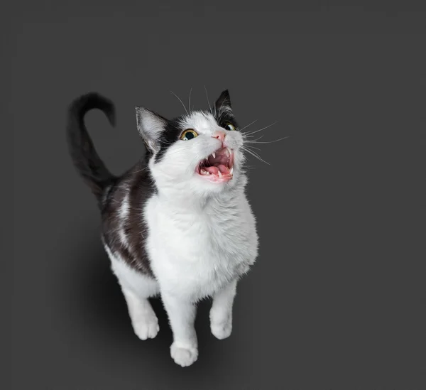 Gato de color blanco y negro — Foto de Stock