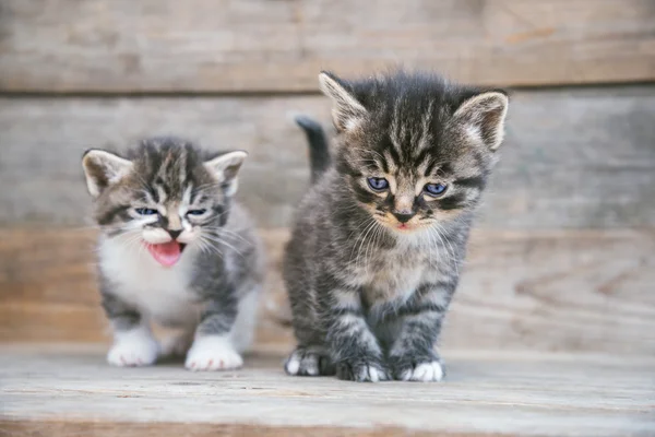 Two little kittens — Stock Photo, Image
