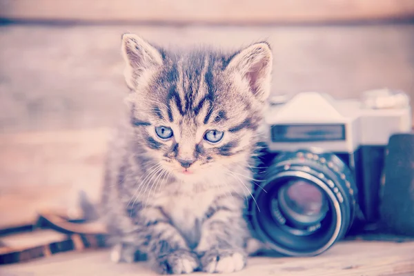 Γατάκι με vintage φωτογραφία κάμερα — Φωτογραφία Αρχείου