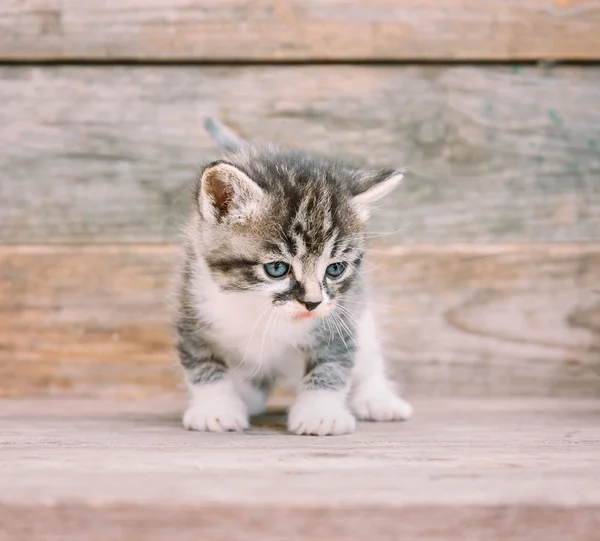 Cute kitten — Stock Photo, Image