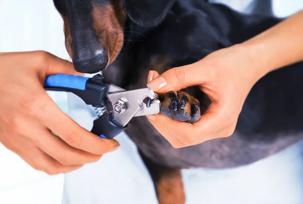 पशुवैद्यक कुत्र्यांच्या नखे ट्रिमिंग आहे — स्टॉक फोटो, इमेज
