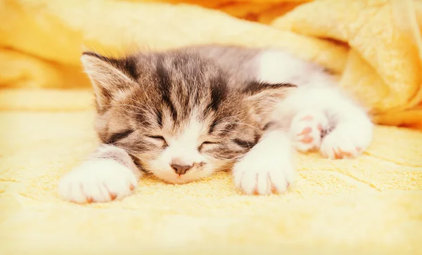 Chaton dort sur une serviette — Photo
