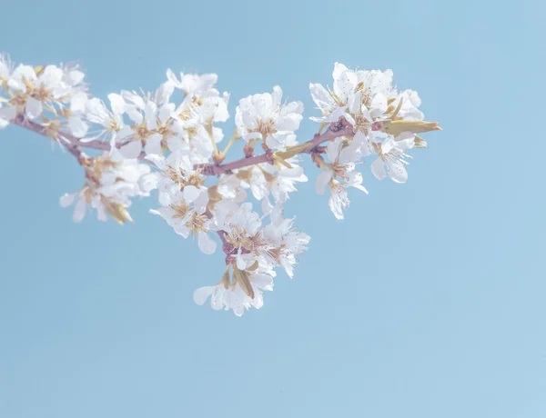 桜 — ストック写真