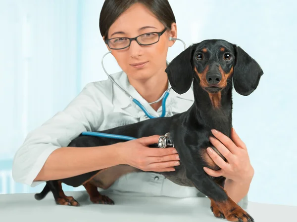 Mujer veterinaria está escuchando perro en la clínica —  Fotos de Stock