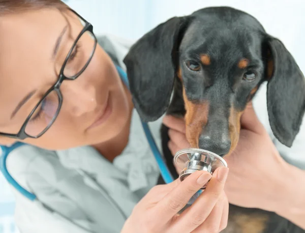 Hund schnüffelt Stethoskop — Stockfoto