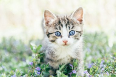 şirin kedi yavrusu