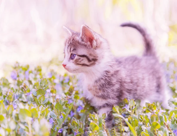 Krásná koťátka venkovní — Stock fotografie
