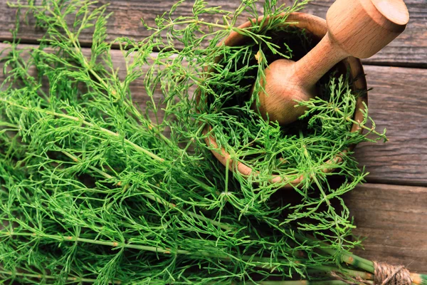 Herb equisetum arvense — Stock Photo, Image