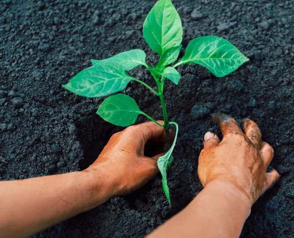 Pepper plant — Stock Photo, Image