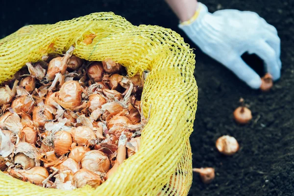 Planting onion — Stock Photo, Image