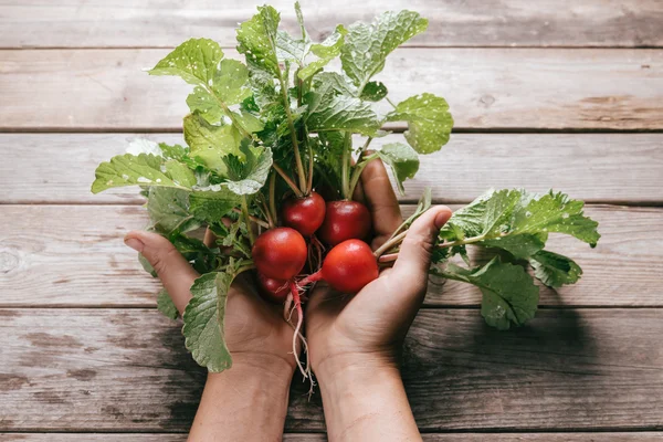 Red fresh radish — Stock Photo, Image