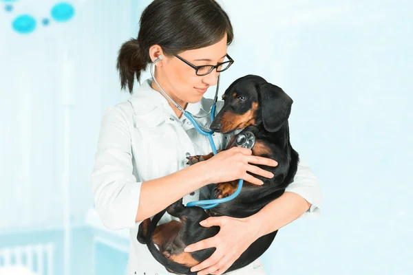 Chien d'expertise vétérinaire à l'hôpital — Photo