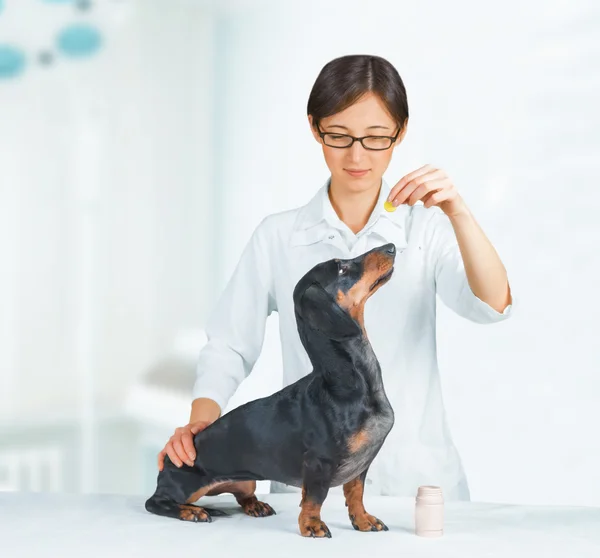 Veterinären har medicinering för hund — Stockfoto