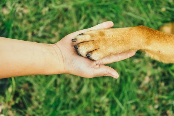 Hond poot en menselijke hand — Stockfoto
