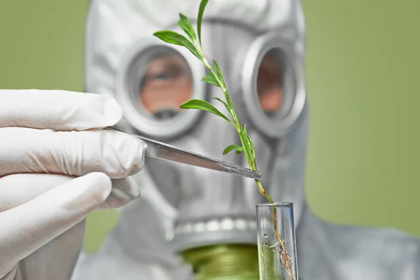 Mann in Atemmaske steckt grüne Pflanze in Fläschchen — Stockfoto