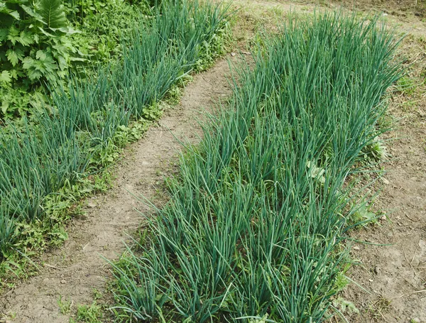 Green onion — Stock Photo, Image