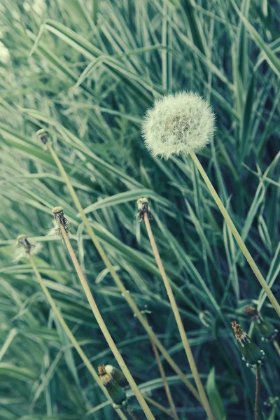 Campo de diente de león —  Fotos de Stock