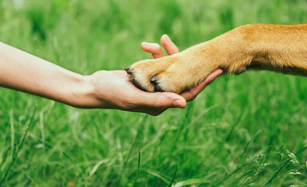 Köpek pençesi ve insan eli tokalaşıyor. Stok Fotoğraf