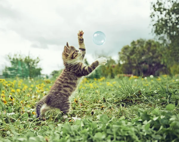 Kitten playing with soap bubble — Stock Photo, Image