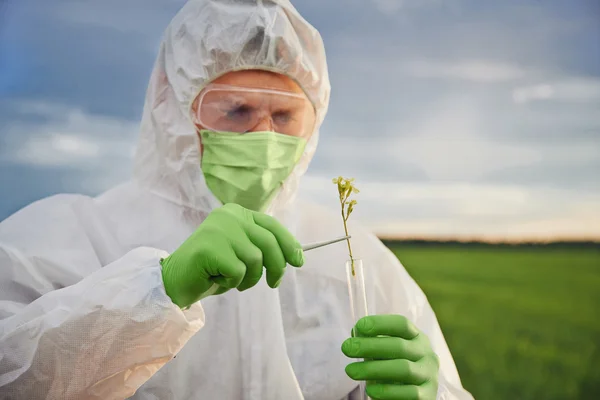 Wissenschaftler setzte in Kolben die grüne Pflanze — Stockfoto