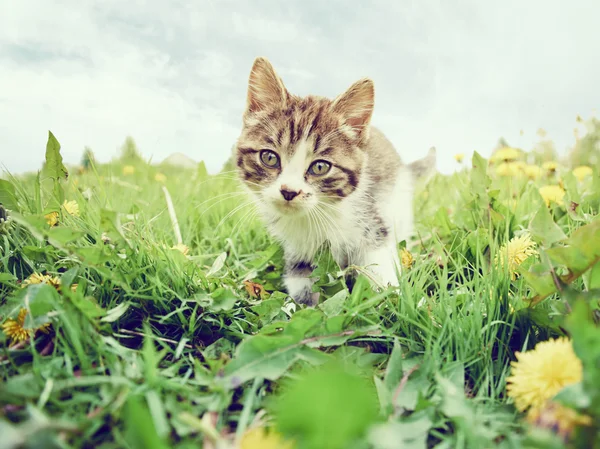 Çim meraklı yavru kedi — Stok fotoğraf