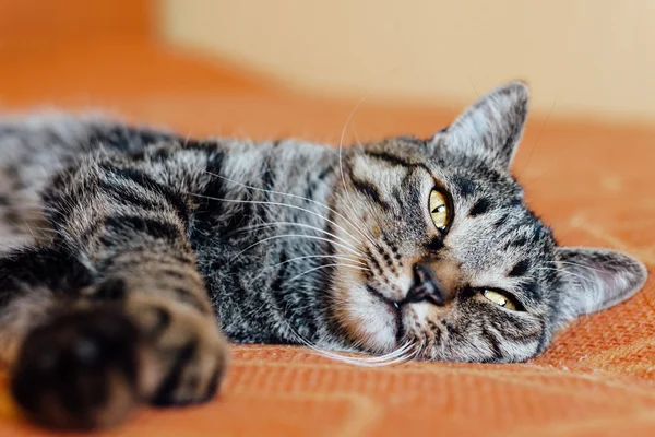 Pisica Tabby — Fotografie, imagine de stoc