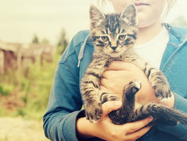 küçük yavru kedi kız