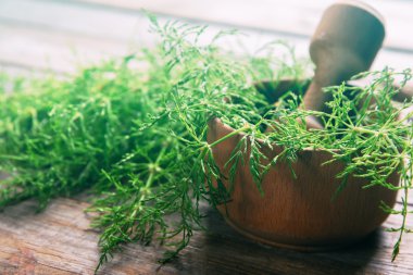 equisetum şifalı bitki