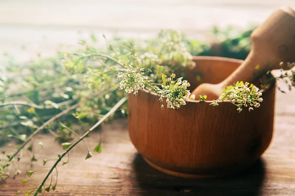 Kruid Herderstasje, geneeskrachtige planten — Stockfoto