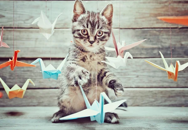 Kitten is playing with paper cranes — Stock Photo, Image