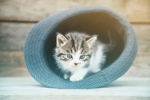 Tabby kitten in the hat — Stock Photo, Image