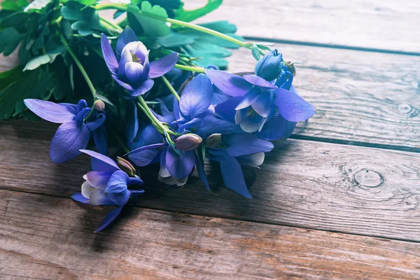 Fiori di Aquilegia — Foto Stock