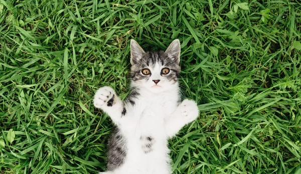 Il gattino è sdraiato sull'erba — Foto Stock