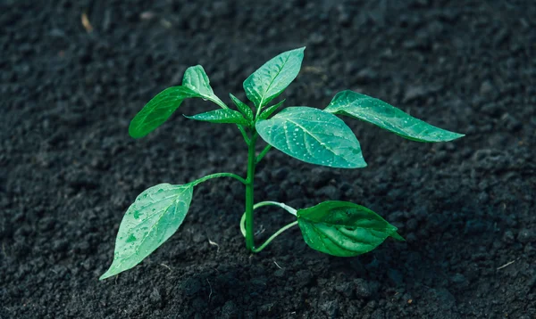 Cultivated green plant — Stock Photo, Image