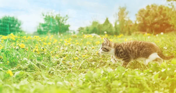 Küçük kedi yavrusu çimenlerin üzerinde çalışır — Stok fotoğraf