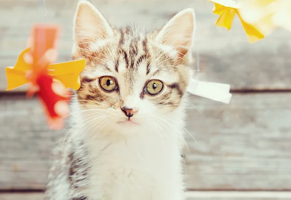 Kitten among paper bows — Stock Photo, Image